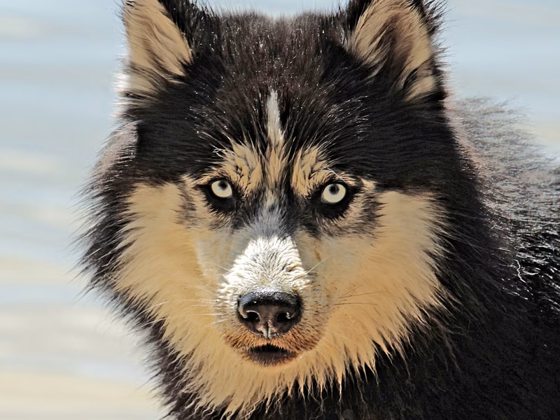 Black adult male mixed-breed dog, Medium, shelter no. …0001