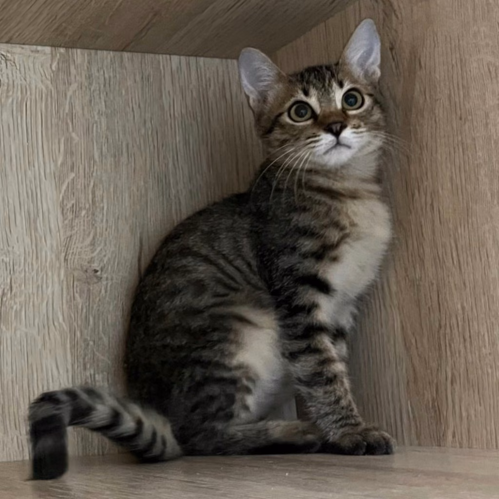 Tabby young female mixed-breed cat, Medium, shelter no. …0006