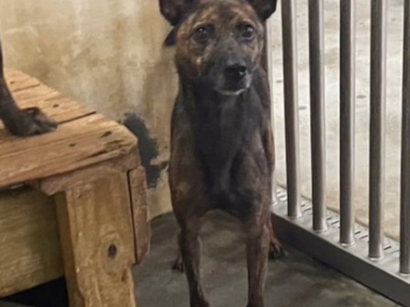 Tabby adult female mixed-breed dog, Large, shelter no. …3049