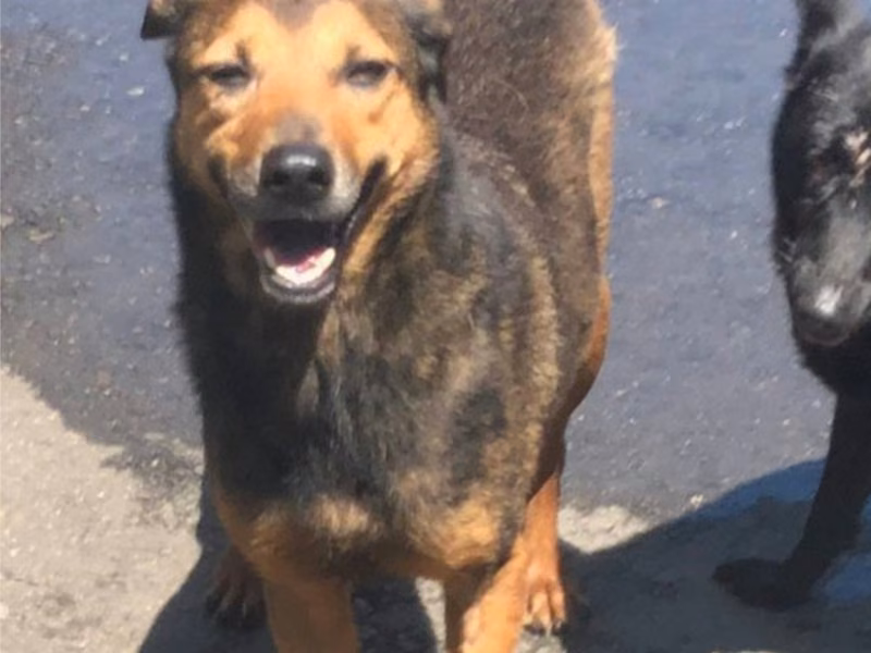Black-and-tan adult female mixed-breed dog, Medium, shelter no. …7001