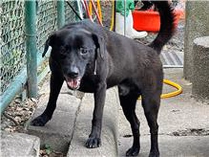 Black young male mixed-breed dog, Medium, shelter no. …1806