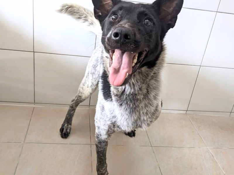 Black-and-white adult female mixed-breed dog, Medium, shelter no. …1008