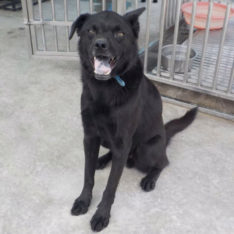 Black adult male mixed-breed dog, Large, shelter no. …4793
