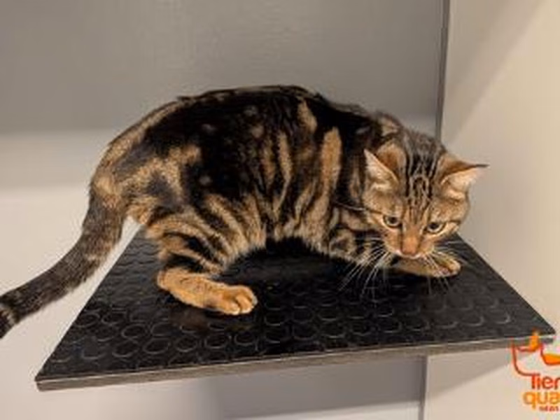 Brown tabby adult male European Shorthair, shelter no. …4337