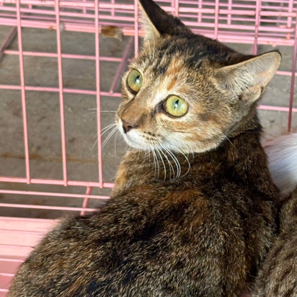 Tabby adult female mixed-breed cat, Medium, shelter no. …0005