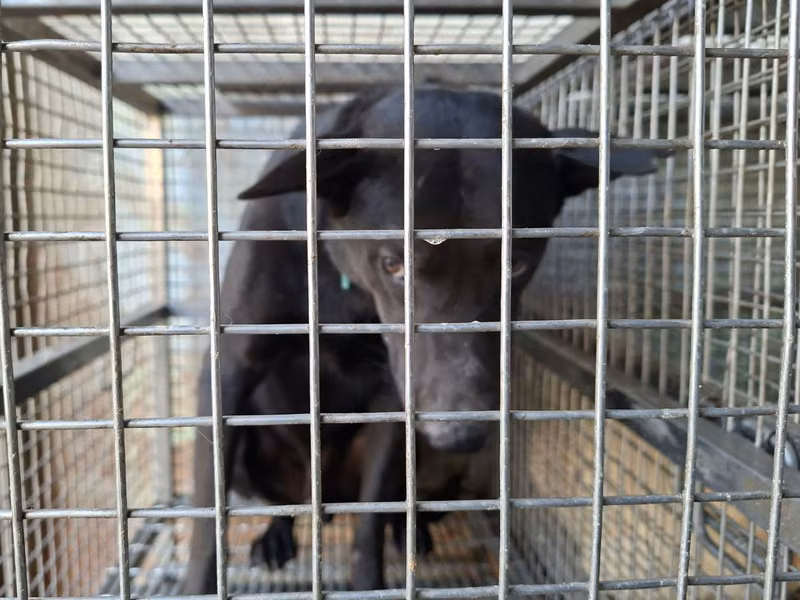 Black adult male mixed-breed dog, Large, shelter no. …7-01