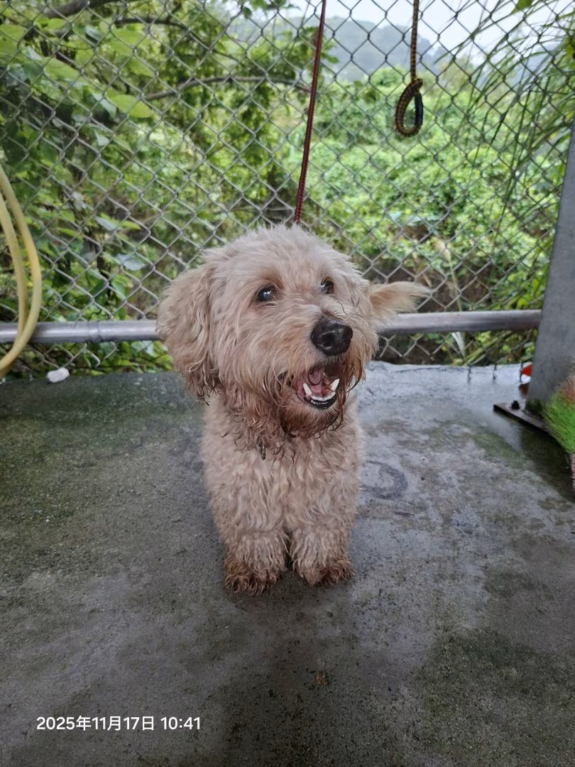 Cream adult male mixed-breed dog, Small, shelter no. …8005