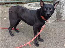 Black adult female mixed-breed dog, Medium, shelter no. …0102