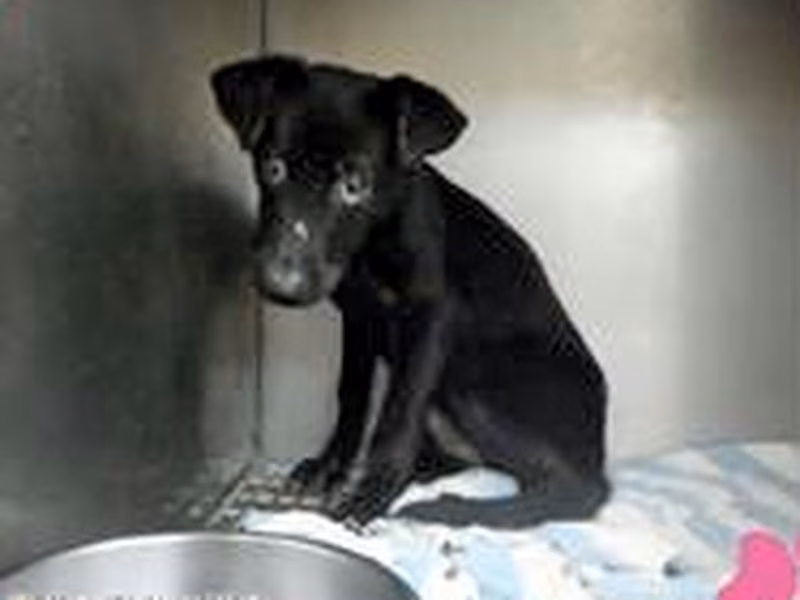 Black young female mixed-breed dog, Small, shelter no. …1801