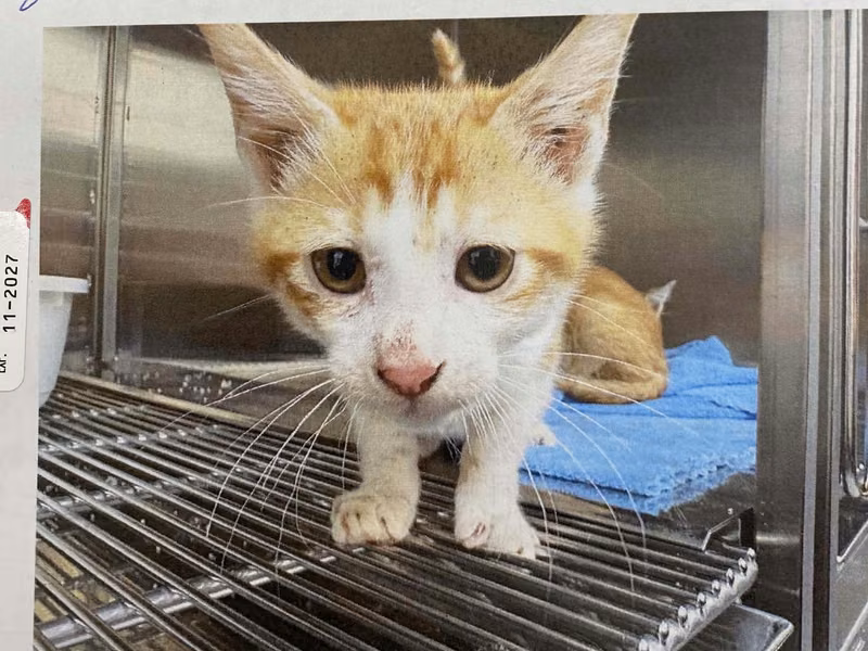 Orange young male mixed-breed cat, Small, shelter no. …6009