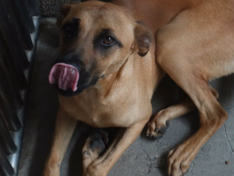 Tan adult male mixed-breed dog, Large, shelter no. …0557