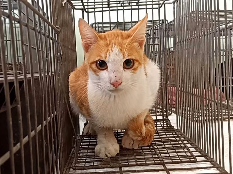Adult male mixed-breed cat, Small, shelter no. …0C02
