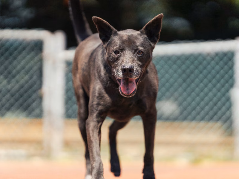 Black adult male mixed-breed dog, Medium, shelter no. …2601