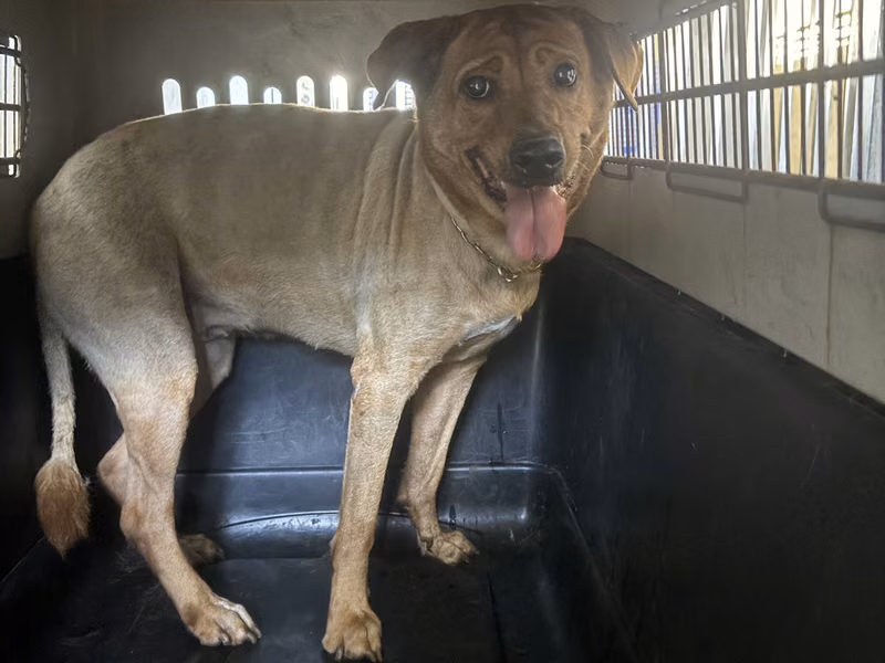 Tan adult female mixed-breed dog, Large, shelter no. …4001