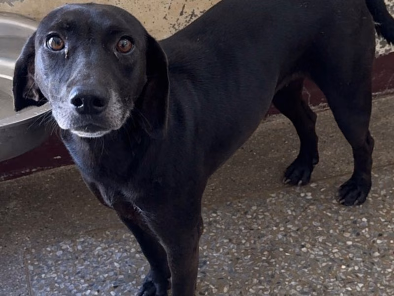 Black adult female mixed-breed dog, Large, shelter no. …8021
