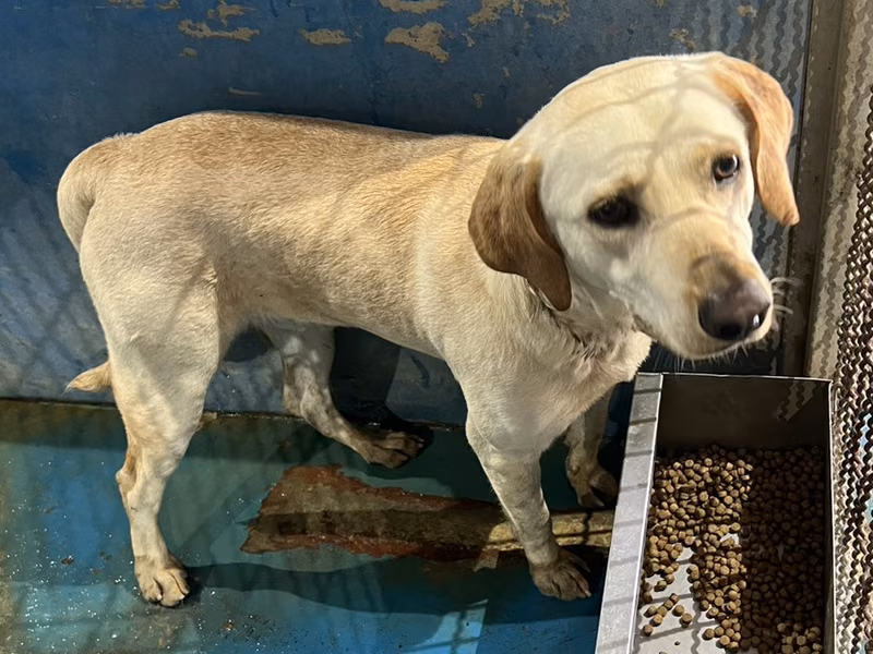 Tan adult male mixed-breed dog, Large, shelter no. …3003