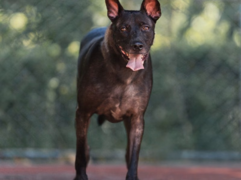 Black adult male mixed-breed dog, Medium, shelter no. …0501