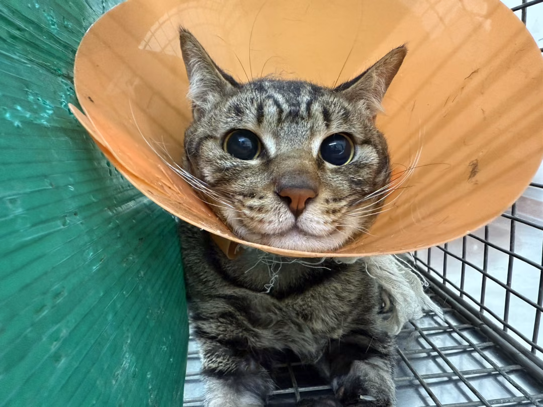 Gato mestizo macho adulto (atigrado), Mediano, refugio n.º …0115