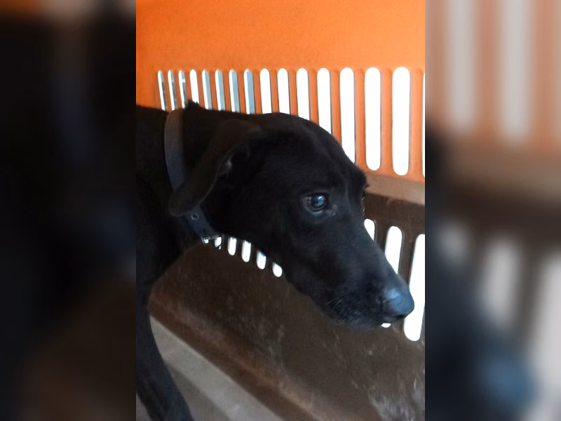 Black adult female mixed-breed dog, Large, shelter no. …1676