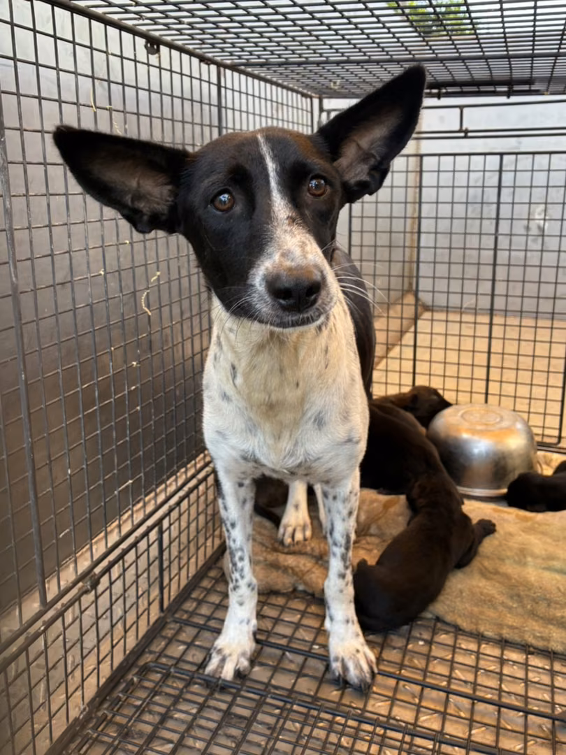 Black-and-white adult female mixed-breed dog, Medium, shelter no. …6002