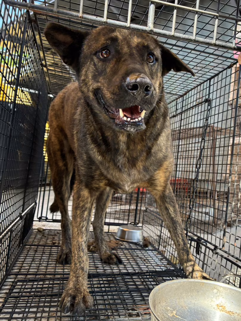 Tabby adult female mixed-breed dog, Large, shelter no. …6006