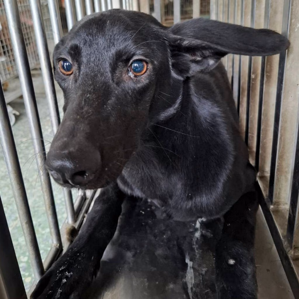 Black adult male mixed-breed dog, Medium, shelter no. …5-06