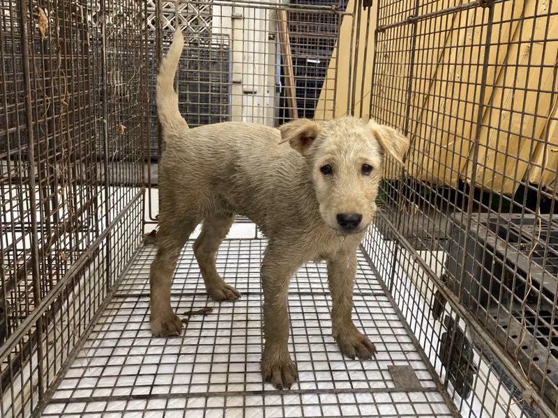 Cream young male mixed-breed dog, Medium, shelter no. …9D01