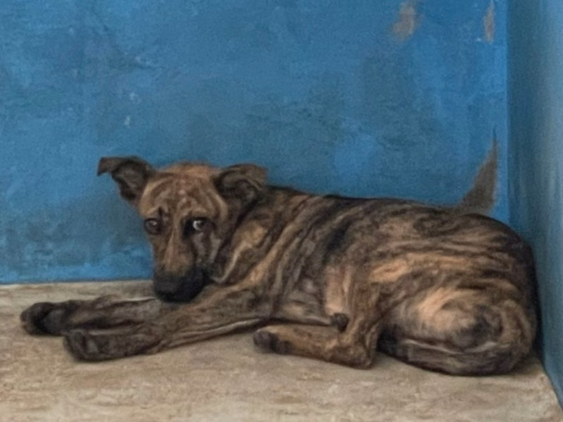 Black tabby adult male mixed-breed dog, Large, shelter no. …3002