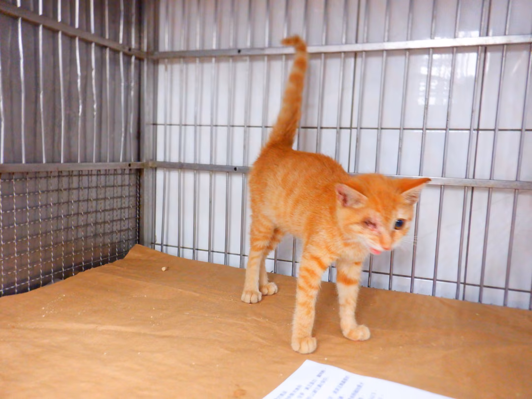 Orange young male mixed-breed cat, Small, shelter no. …22C1