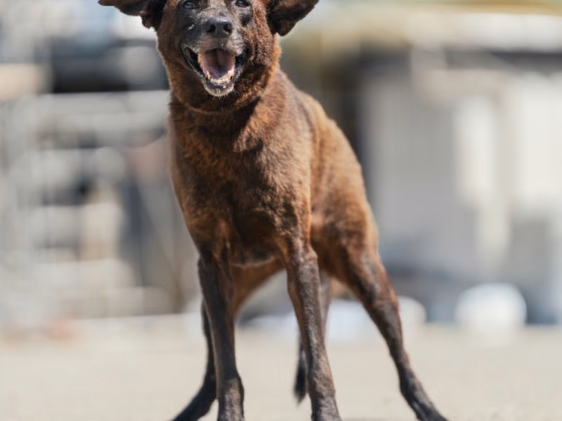 Black adult female mixed-breed dog, Medium, shelter no. …6004