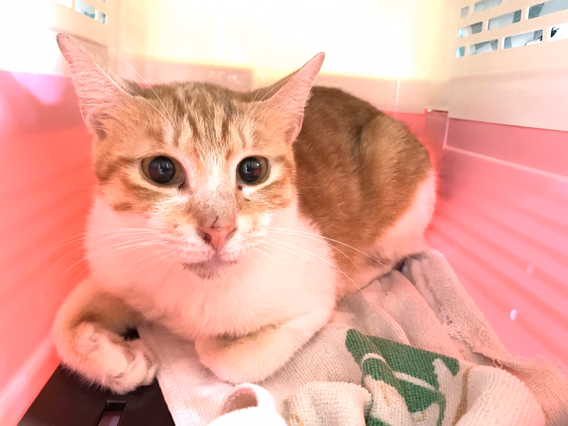 Orange-and-white adult female mixed-breed cat, Medium, shelter no. …2717