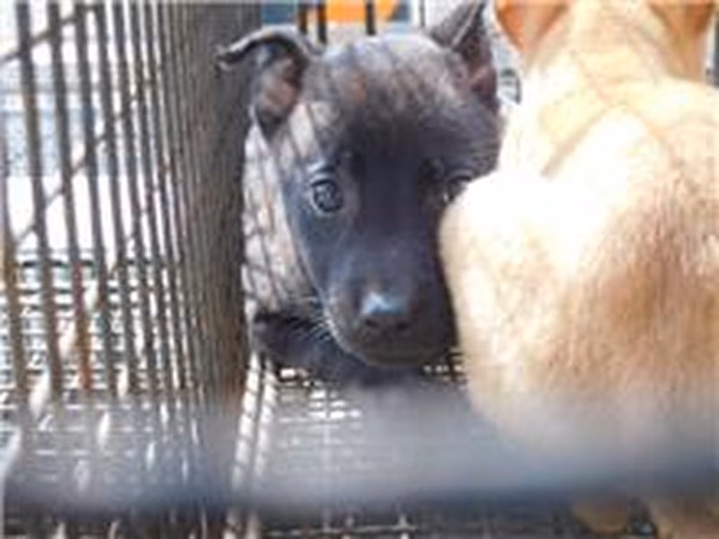 Black female mixed-breed dog, Small, shelter no. …2015