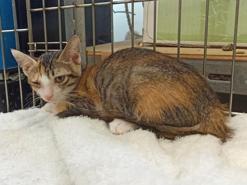 Calico young female mixed-breed cat, Small, shelter no. …1C04