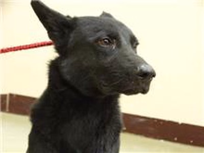 Black adult male mixed-breed dog, Medium, shelter no. …0910