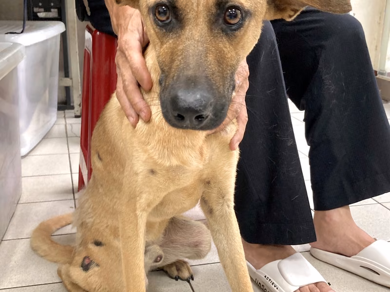 Tan adult male mixed-breed dog, Medium, shelter no. …7004