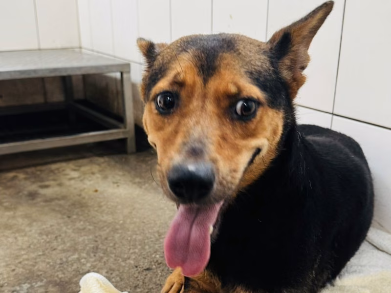 Black-and-tan adult female mixed-breed dog, Medium, shelter no. …1001