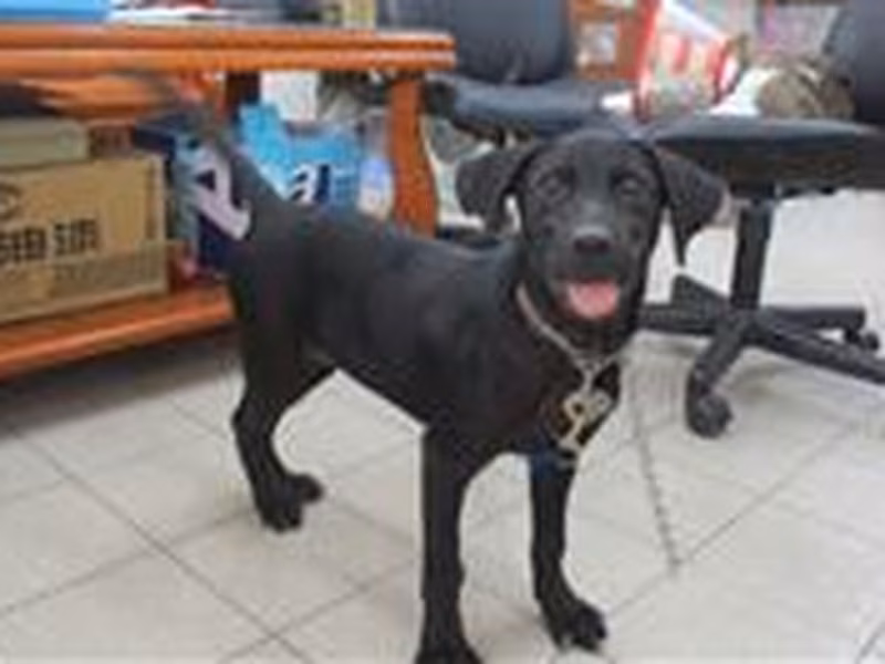 Black female mixed-breed dog, Small, shelter no. …6518