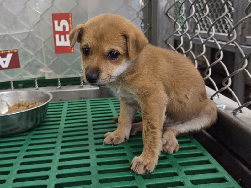 Tan young female mixed-breed dog, Small, shelter no. …9001