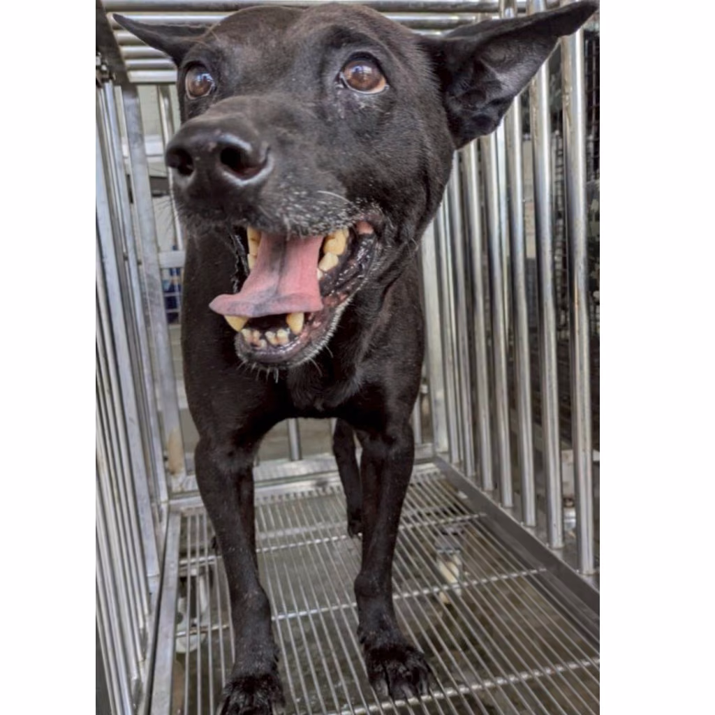 Black adult male mixed-breed dog, Medium, shelter no. …6002