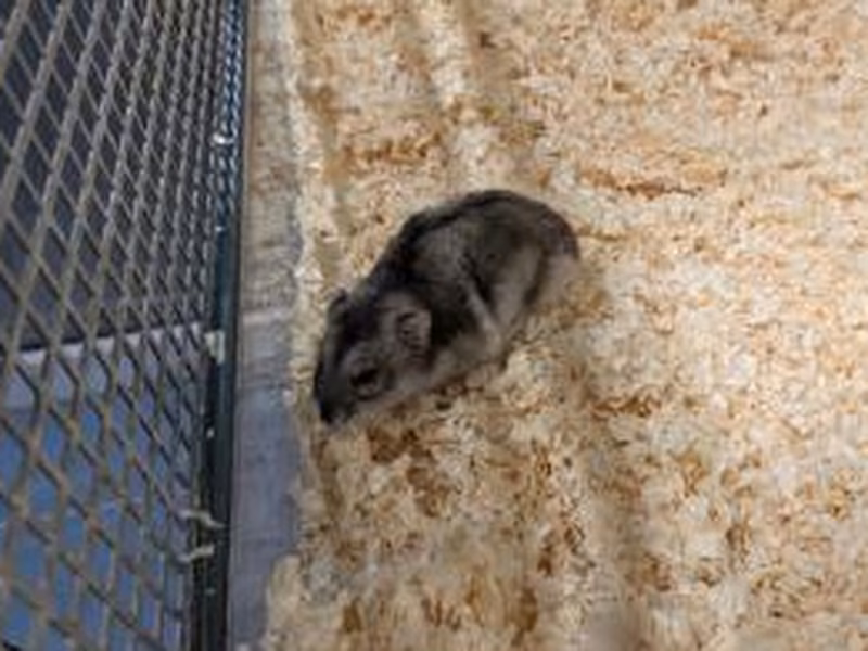 Gray-and-white young female Dschungarischer Zwerghamster, shelter no. …4426