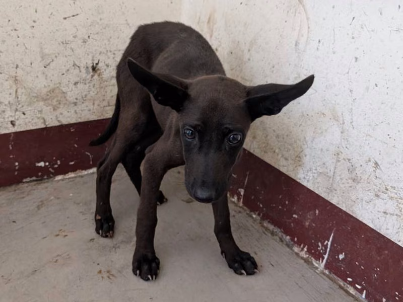 Black young female mixed-breed dog, Medium, shelter no. …1411