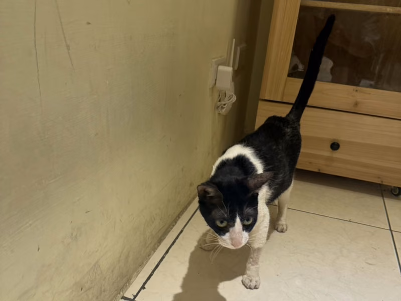 Black-and-white adult female mixed-breed cat, Small, shelter no. …4001