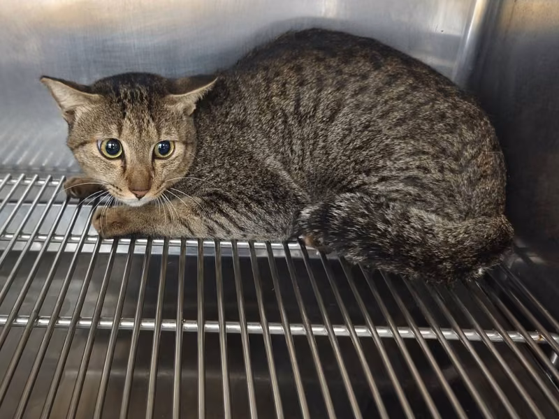 Tabby adult male mixed-breed cat, Medium, shelter no. …0101