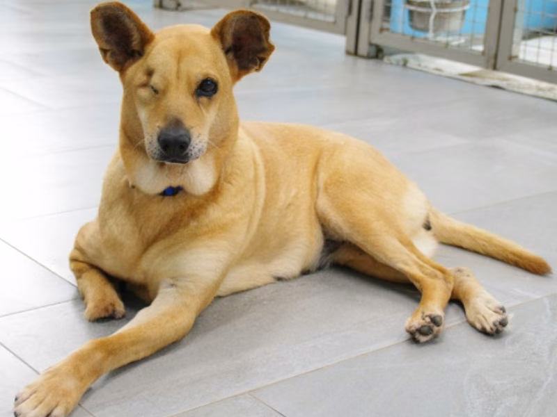 Tan adult female mixed-breed dog, Medium, shelter no. …9001