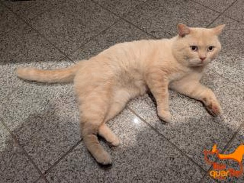 Male British Shorthair, shelter no. …4341