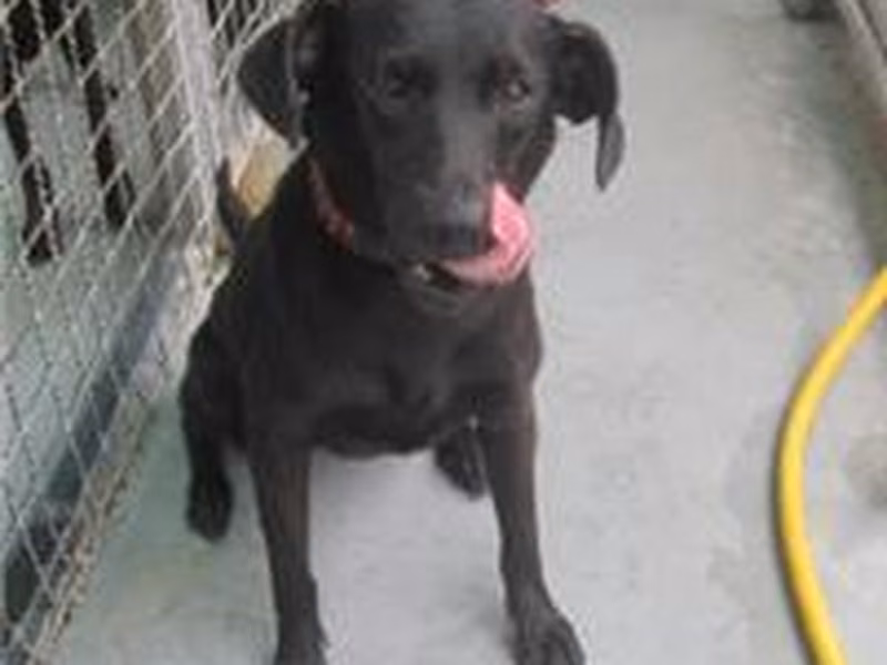 Black adult female mixed-breed dog, Medium, shelter no. …0012
