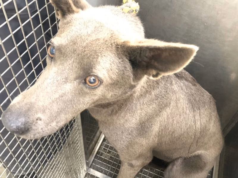 Black adult female mixed-breed dog, Medium, shelter no. …2004