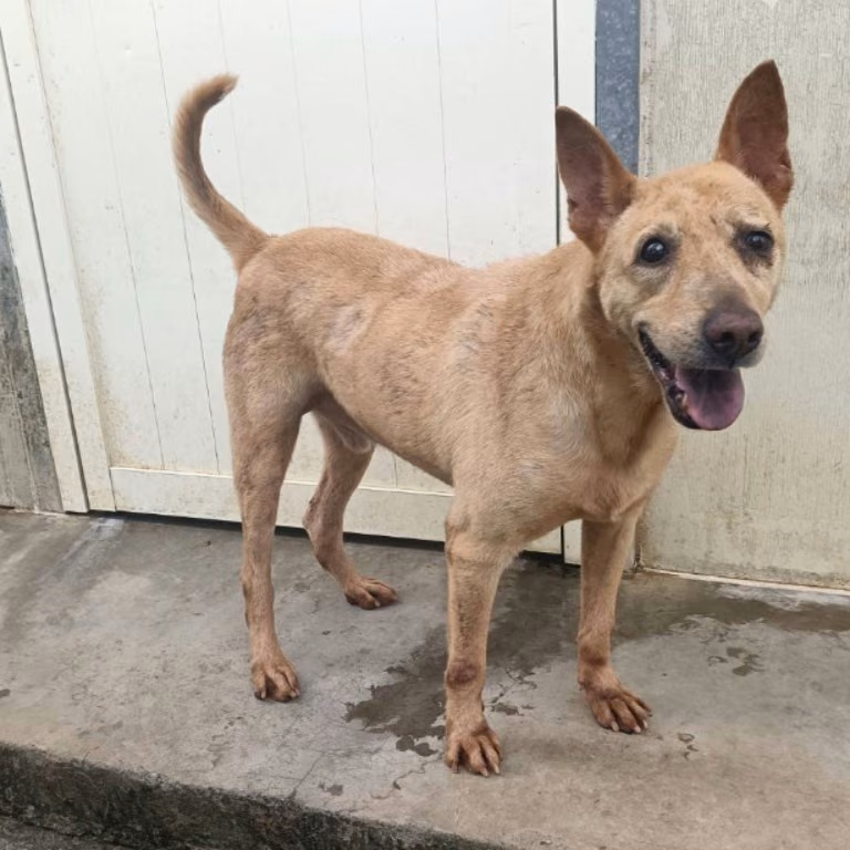 Tan adult male mixed-breed dog, Medium, shelter no. …3103