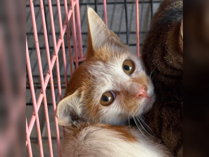 Orange-and-white adult female mixed-breed cat, Small, shelter no. …0004