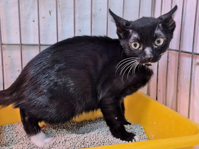 Black young female mixed-breed cat, Small, shelter no. …6002